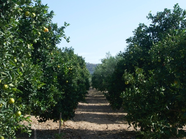 Agricultural Land with Plantation for sale near Apeshia-Limassol ***SOLD***