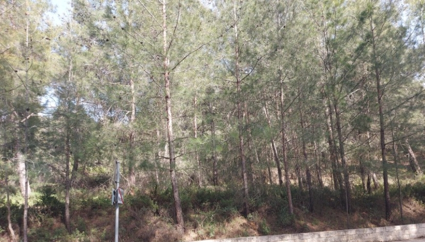 LPLATR-LAKIS-6530 LARGE RESIDENTIAL PLOT IN KATO PLATRES 